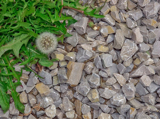 Stones, grass, ground-for the background