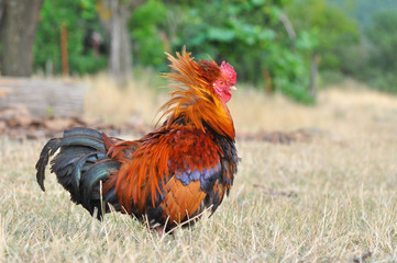 Beautiful multi colored rooster on farm. Colorful cock in backyard
