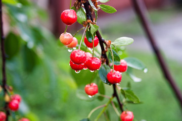 Cherries after rain II