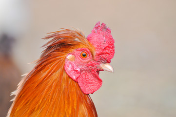 Beautiful rooster  with a red comb and a yellow beak. Isolated rooster portrait