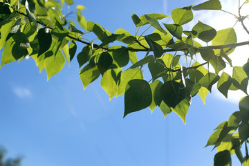Fresh green leaves of trees on clear blue sky