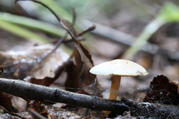 boletus mushroom drop of water
