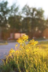 Field flower on green meadow in spring evening sunset hour