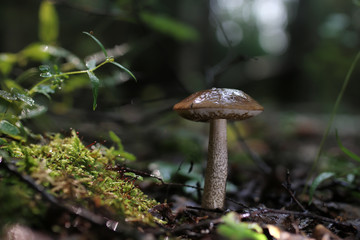boletus mushroom drop of water