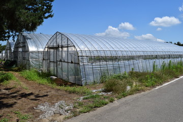 Fototapeta premium ビニールハウス