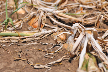 Ripe onion growing in the garden. Organic onion plantation in the vegetable garden agriculture