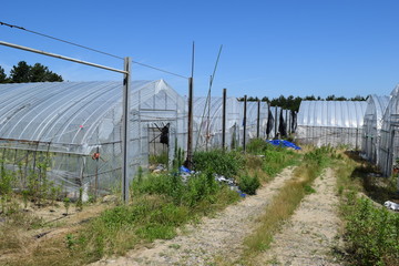 Fototapeta premium ビニールハウス