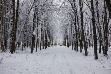 winter forest covered snow