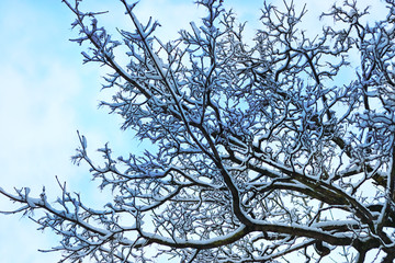 Fototapeta premium winter snow branch tree covered