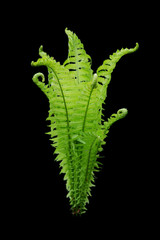 Fern on a black background
