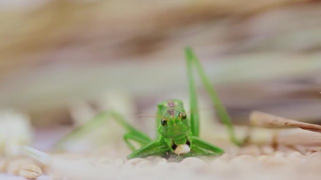 Heuschrecke frisst ein Weizenkorn