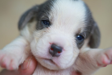 pure breed beagle Puppy is sleeping and looking in first time
