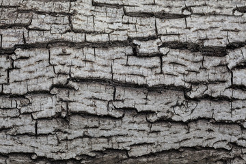Old Gray Wood