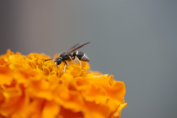 Wasp
