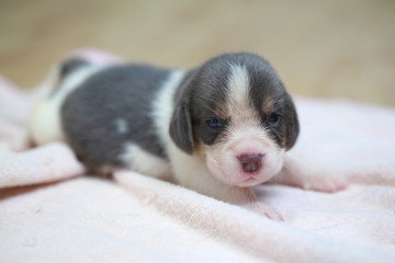 pure breed beagle Puppy is sleeping and looking in first time