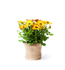 beautiful  colorful daisy flowers in small pot decorated with sackcloth isolated on white