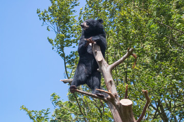 Obraz premium Ours noir d'Asie en haut d'un arbre