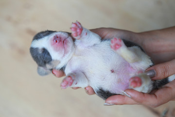 pure breed beagle Puppy is sleeping and looking in first time