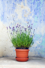 Pot with a lavender against the background of an old wall.
