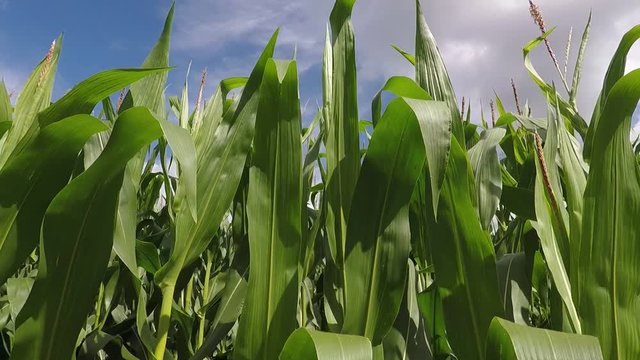 corn field on an beautiful summer day - dolly shot 