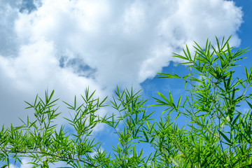 Bamboo green leaf on blue sky