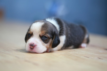 pure breed beagle Puppy is sleeping and looking in first time
