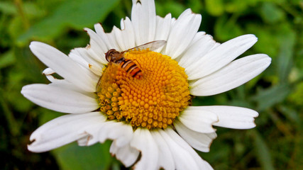 Bee on chamomile close-up view