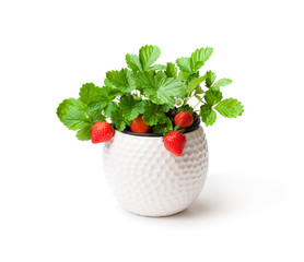 Strawberry  plant with berries in small pot isolated on white