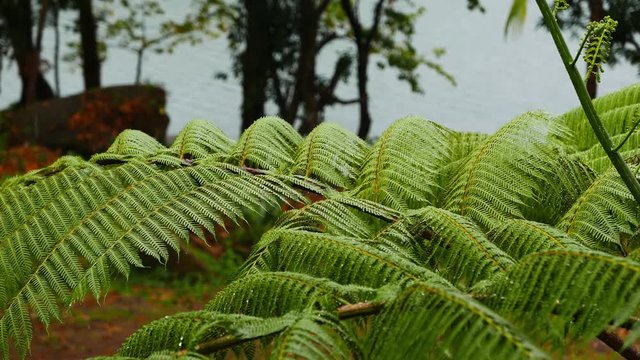 A close up, low depth of field shot of fern fronds under tropical rain. Presented as real time.
