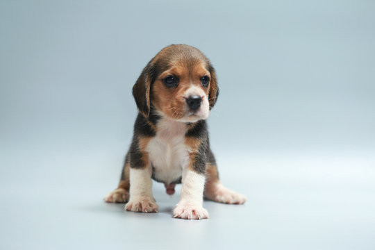 strong pure breed beagle puppy on studio light
