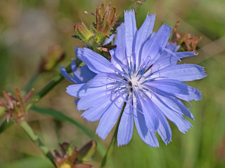 Gemeine Wegwarte,  Cichorium intybus