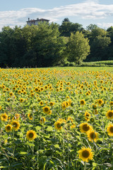 Fototapeta premium Sunflowers
