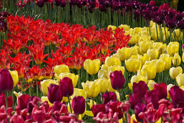 flowerbed with red, yellow and purple tulips in the park