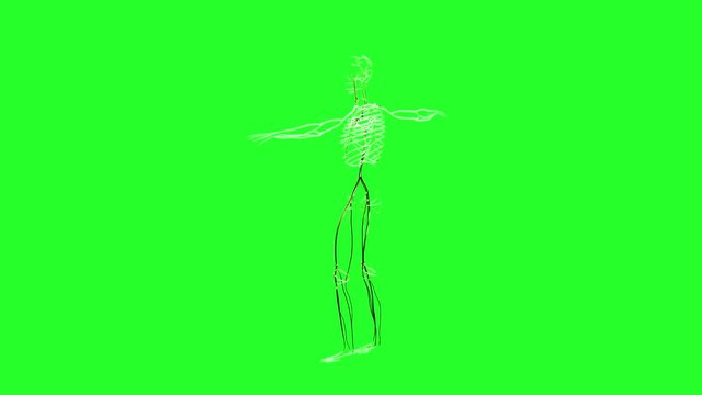 the human nervous system render 3D on a green background