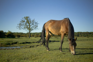 Obraz na płótnie Canvas 牧草を食む馬