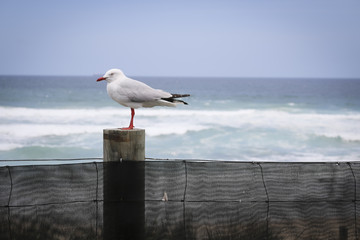 seagull at the beach newcastle australia