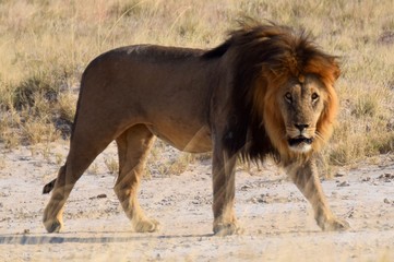 Lion dans Etosha, Namibie