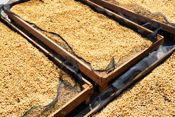 Fresh coffee beans drying in the sun on wooden pallets
