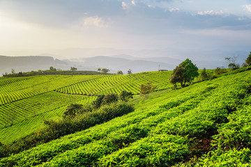 Fototapeta na wymiar Amazing view of tea plantation. Fantastic summer rural landscape