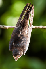 jeune hirondelle sur une branche © catalyseur7