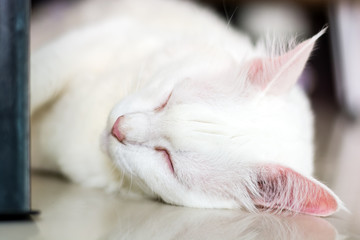 Obraz premium White cat sleeping on the ground