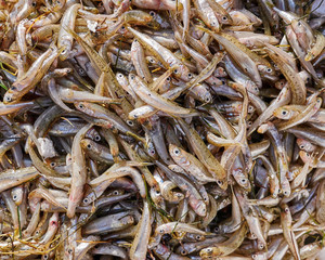 fresh small fry fish closeup for sale, top view
