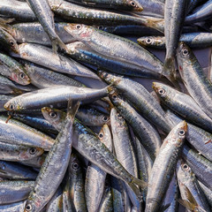 Fototapeta premium fresh anchovies for sale, top view