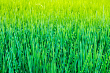 green fresh paddy leaf  background in summer .
