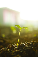 Young Plant Growing In Sunshine