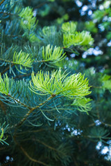 Fresh needles grown on the tips of a fir branch