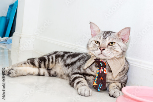 Cute American Shorthair Cat With Neck Tie Waiting For Food Stock