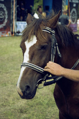 Fototapeta premium Beautiful horse, proud animal