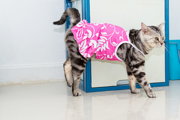 Cute American shorthair cat wearing pink shirt and standing on the floor