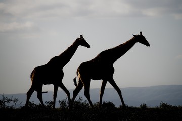 Silhouette of Giraffes